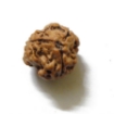 Three Face Napali Rudraksha