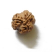 Three Face Napali Rudraksha