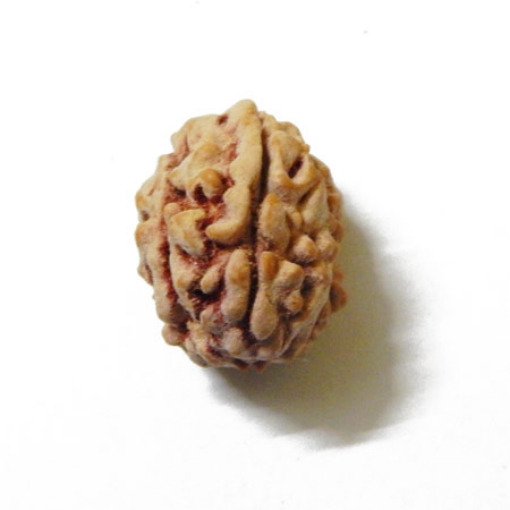 3 Mukhi Himalayan Rudraksha