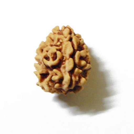 3 Mukhi Himalayan Rudraksha