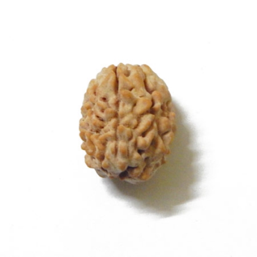 3 Mukhi Himalayan Rudraksha