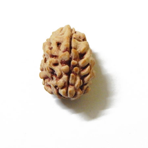 3 Face Himalayan Rudraksha