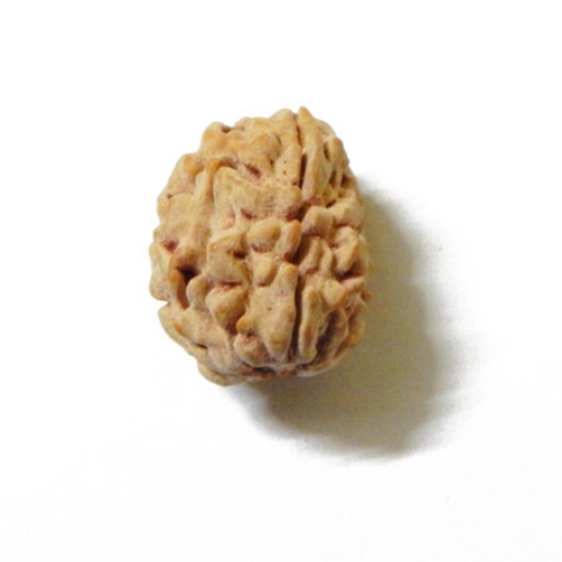 3 Face Himalayan Rudraksha