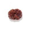 Two Face Nepali Rudraksha