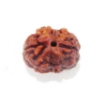 Two Face Nepali Rudraksha