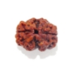 Two Face Nepali Rudraksha