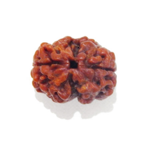 Two Face Nepali Rudraksha