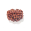 Two Face Nepali Rudraksha