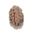 Two Face Nepali Rudraksha