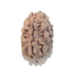 Two Face Nepali Rudraksha