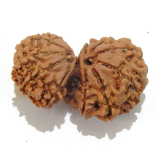 Gauri Shankar Rudraksha