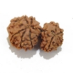 Gauri Shankar Rudraksha