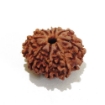 Nine Face Rudraksha