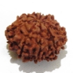 Nine Face Rudraksha