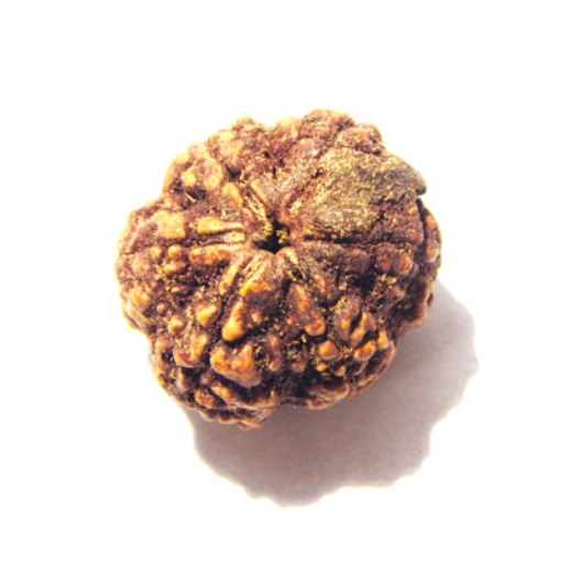 6 Mukhi Nepali Rudraksha