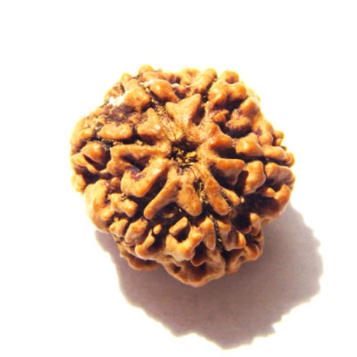 6 Mukhi Nepali Rudraksha