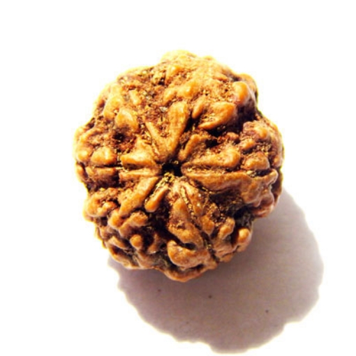 6 Mukhi Nepali Rudraksha