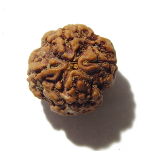 4 mukhi nepali rudraksha