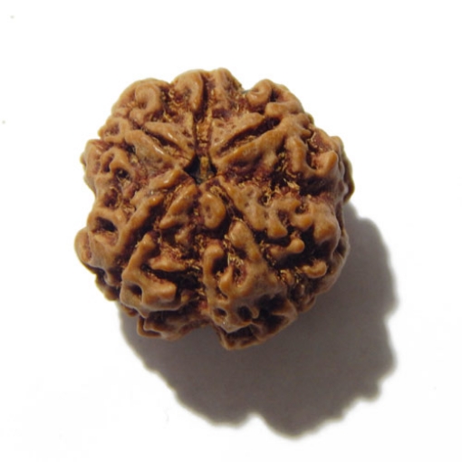 4 mukhi nepali rudraksha