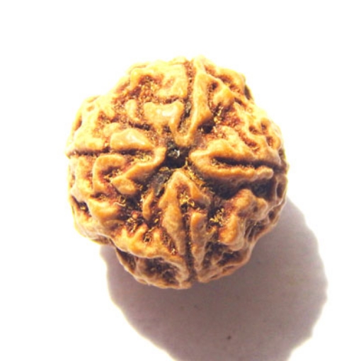 4 mukhi nepali rudraksha