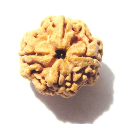 4 mukhi nepali rudraksha