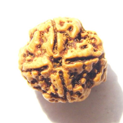 4 mukhi nepali rudraksha