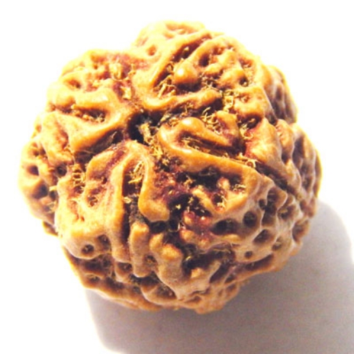 4 mukhi nepali rudraksha