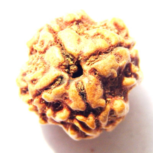 4 mukhi nepali rudraksha