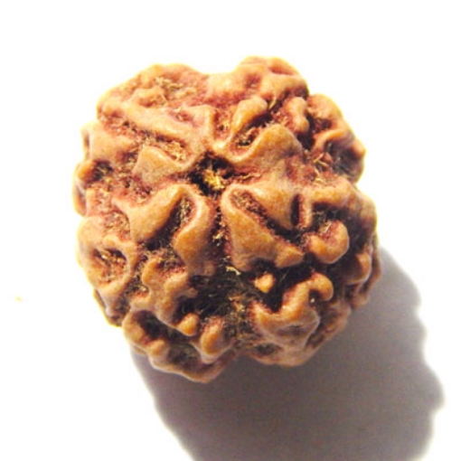 4 mukhi nepali rudraksha