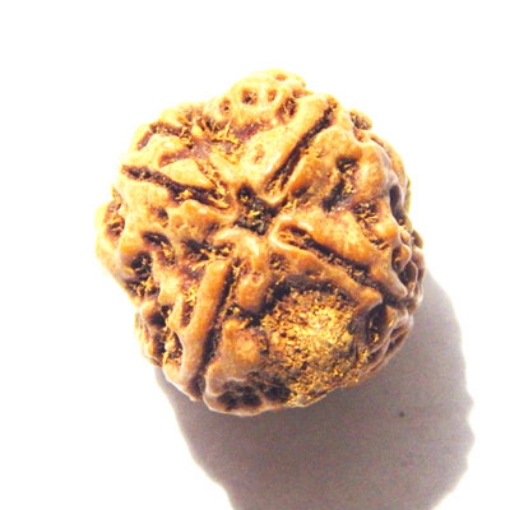 4 mukhi nepali rudraksha