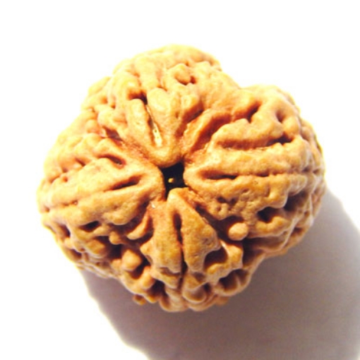 4 mukhi nepali rudraksha