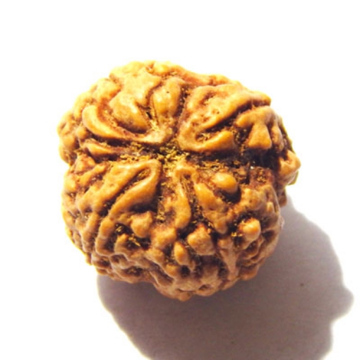 4 mukhi nepali rudraksha