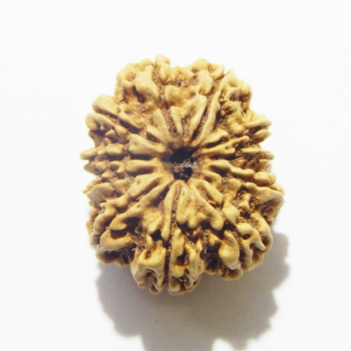 Eleven Face Rudraksha