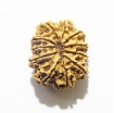 Eleven Face Rudraksha