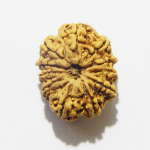 Eleven Face Rudraksha