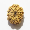 Eleven Face Rudraksha