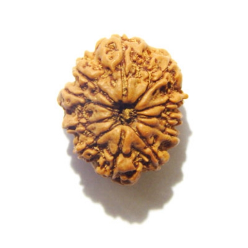 Eleven Face Rudraksha