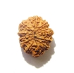 Eleven Face Rudraksha