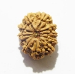 Eleven Face Rudraksha