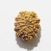 Eleven Face Rudraksha