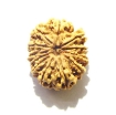 Eleven Face Rudraksha