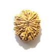 Eleven Face Rudraksha