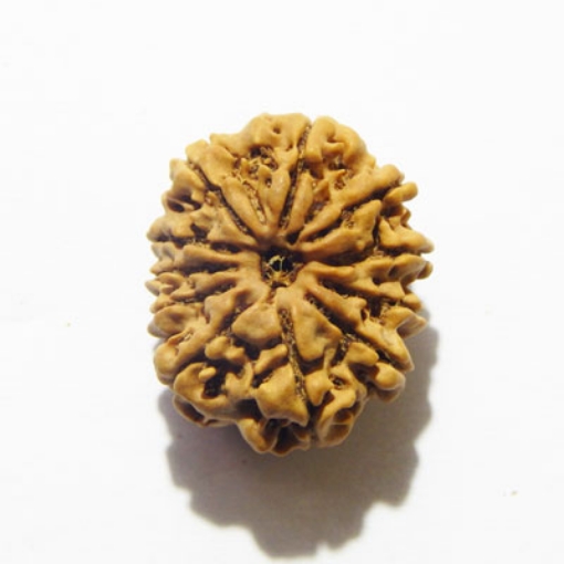 Eleven Face Rudraksha