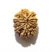 Eleven Face Rudraksha