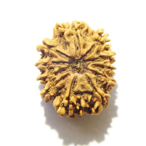 Eleven Face Rudraksha