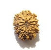 Eleven Face Rudraksha