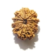 Eleven Face Rudraksha