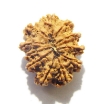 Eleven Face Rudraksha