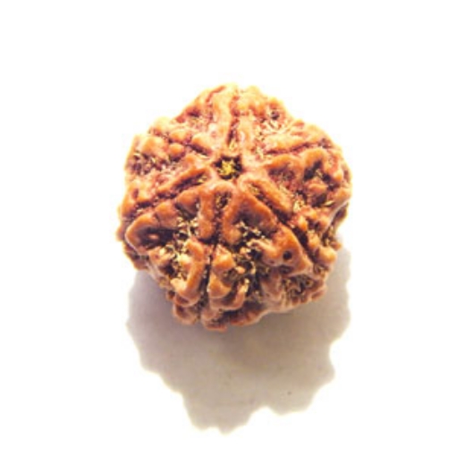 6 Mukhi Nepali Rudraksha