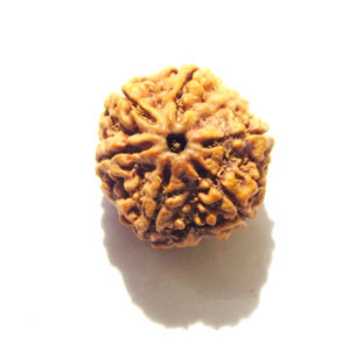 6 Mukhi Nepali Rudraksha